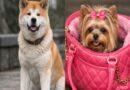 Del siempre a tu lado de Hachiko, a los perrhijos en bolsos de marca