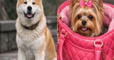 Del siempre a tu lado de Hachiko, a los perrhijos en bolsos de marca