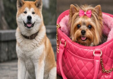 Del siempre a tu lado de Hachiko, a los perrhijos en bolsos de marca